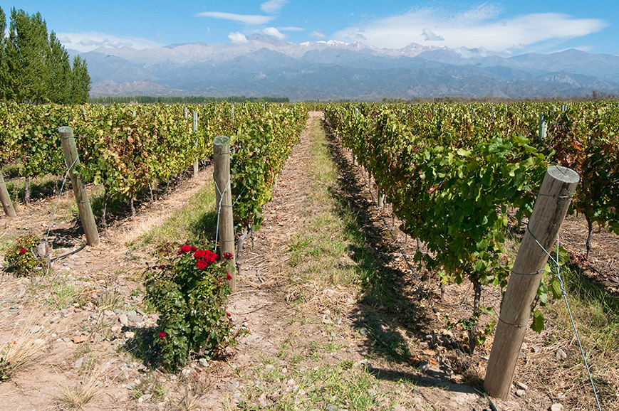 Mendoza Winery