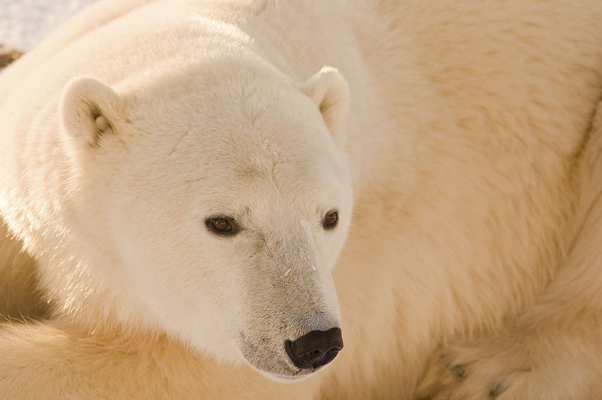 Ottawa - Polar Bear Exhibition