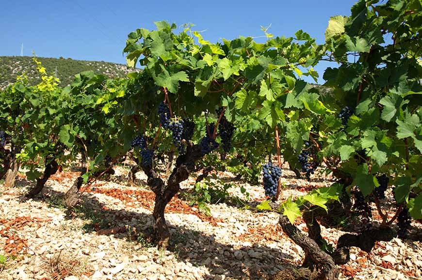 Traditions of Konavle and its vineyards