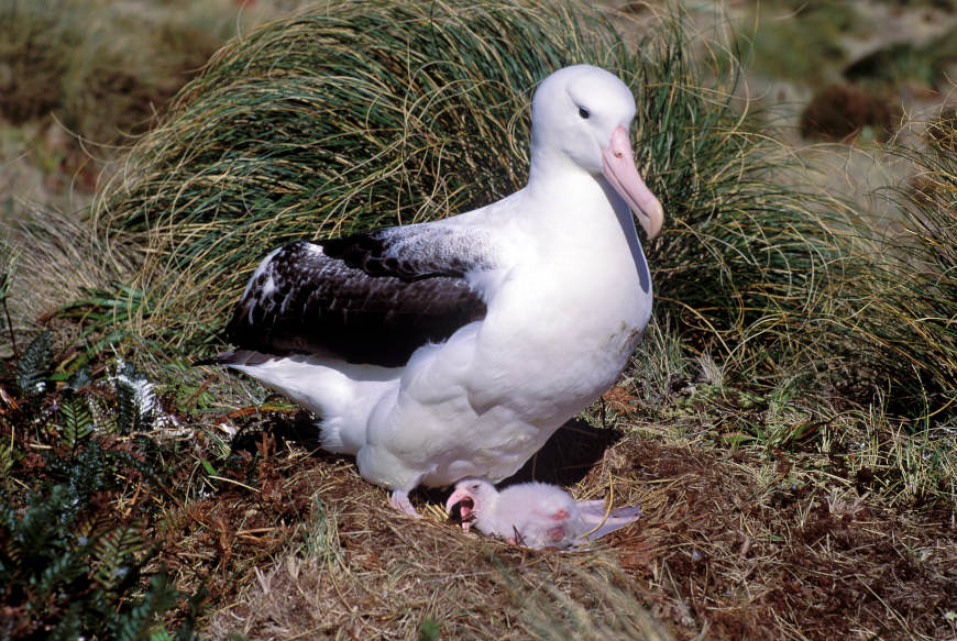 New Zealand - Dunedin - The Royal Albatross Colony