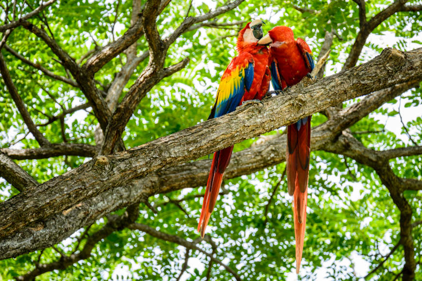 Costa Rica - Arenal - Bird Watching 