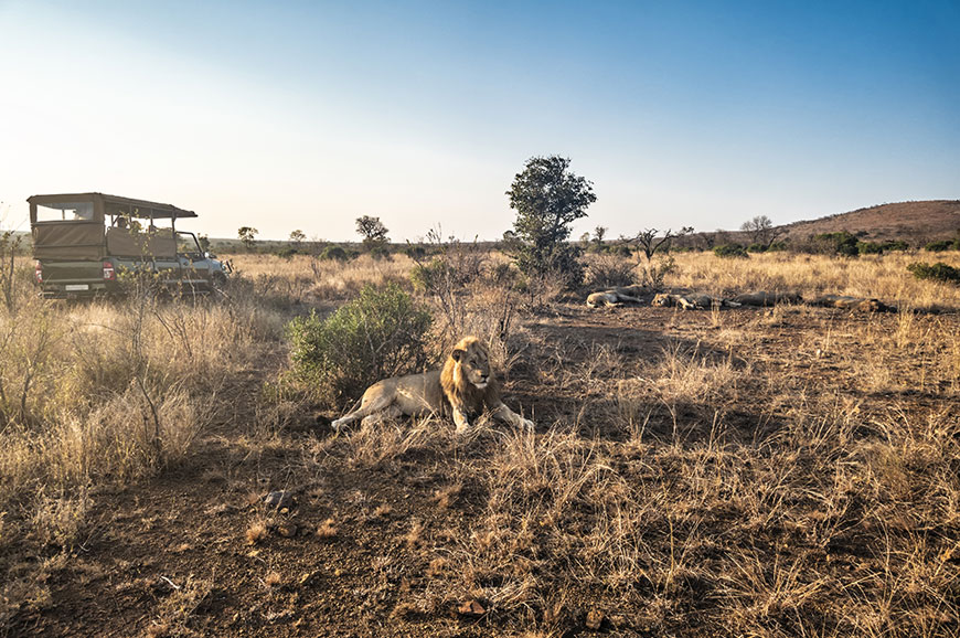 Kruger National Park Morning game drive