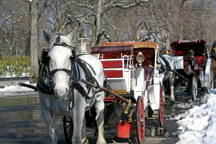 New York - Top of the Rock and Horse and Carriage ride in Central Park