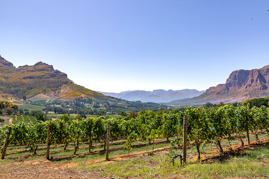 Cape Town - Winelands tour and Tasting (afternoon)