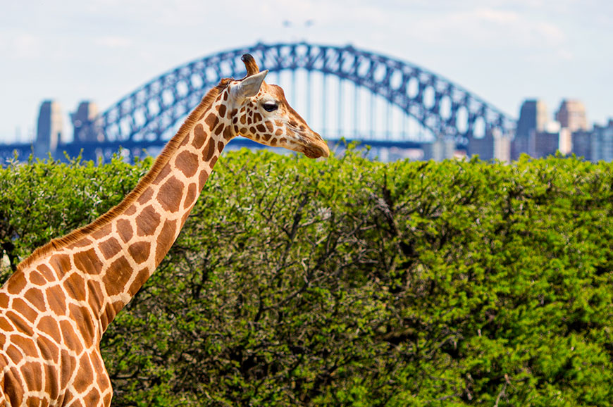 Sydney - Sydney Zoo and the Magical Blue Mountains