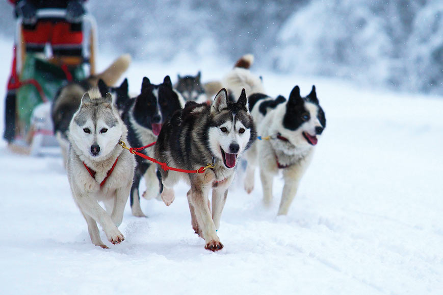 tourhub | Travelsphere | Norway - Huskies and the Northern Lights 