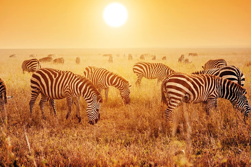 tourhub | Travelsphere | Kenya: Safari and Savannah Sunsets 